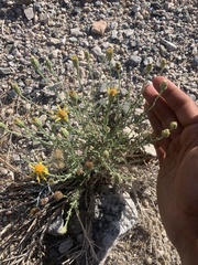 Adenophyllum cooperi