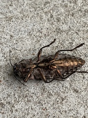 Chalcophora virginiensis