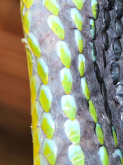 Leptophis diplotropis