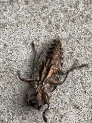 Chalcophora virginiensis