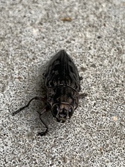 Chalcophora virginiensis