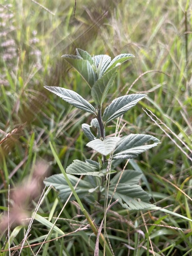 Sida acuta iNat (1)