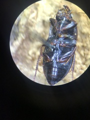 Anisodactylus rusticus
