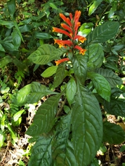 Aphelandra longiflora
