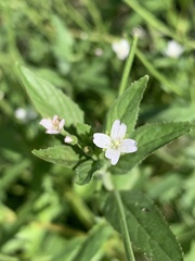 Epilobium ciliatum