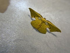 Corymica