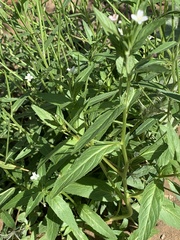 Epilobium ciliatum