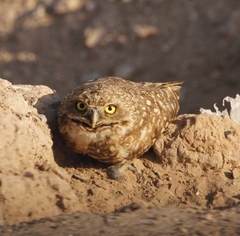 Athene cunicularia