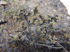Artemisia spinescens
