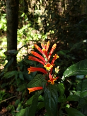 Aphelandra longiflora