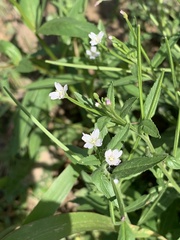Epilobium ciliatum