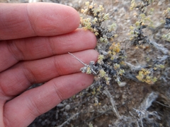 Artemisia spinescens