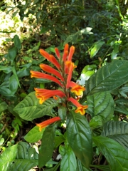 Aphelandra longiflora