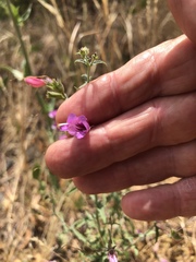 Penstemon richardsonii
