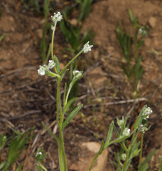 Cryptantha torreyana