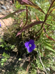 Gentianopsis detonsa