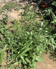 Epilobium ciliatum