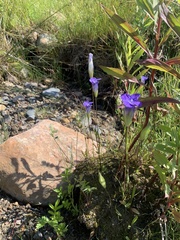 Gentianopsis detonsa