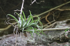Tillandsia capitata