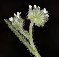Cryptantha torreyana