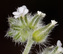 Cryptantha torreyana
