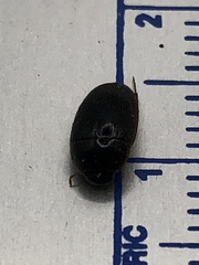 Cymbiodyta bifidus