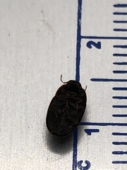 Cymbiodyta bifidus