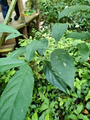 Cleidion brevipetiolatum