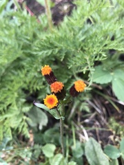 Packera pauciflora