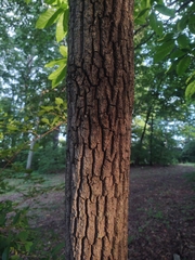 Oxydendrum arboreum