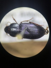 Carabidae