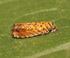 Dichrorampha flinti