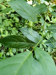 Cleidion brevipetiolatum