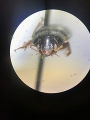 Carabidae