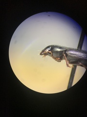 Carabidae