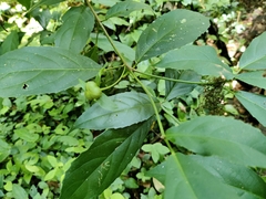 Cleidion brevipetiolatum