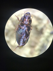 Carabidae