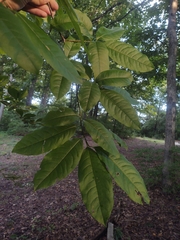 Oxydendrum arboreum