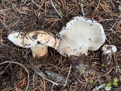 Phellodon fuligineoalbus
