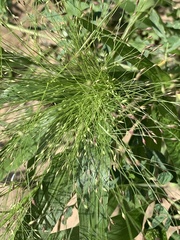 Panicum capillare
