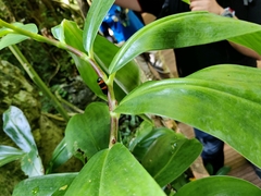 Costus tonkinensis