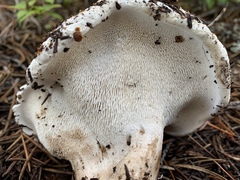 Phellodon fuligineoalbus