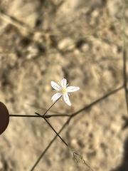Gypsophila capillaris