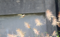 Ixobrychus eurhythmus