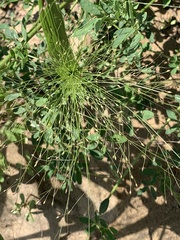 Panicum capillare