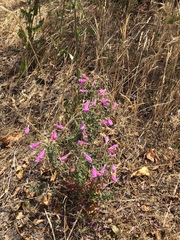 Penstemon richardsonii