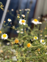 Perityle crassifolia