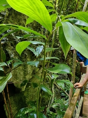 Costus tonkinensis