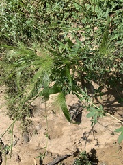 Panicum capillare