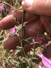 Penstemon richardsonii